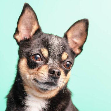Hayvan, hayvan. Yeşil arka planda üç renkli bir Chihuahua köpeği..