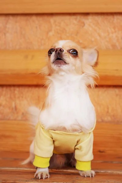 Retrato Cão Branco Com Manchas Vermelhas Raça Cão Chihuahua — Fotografia de Stock