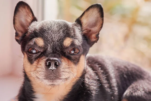 Hayvan Hayvan Pencerenin Önündeki Renkli Chihuahua Köpeği — Stok fotoğraf