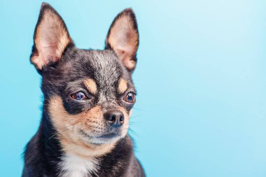 Minik köpek. Mavi arka planda siyah bir Chihuahua köpeği..
