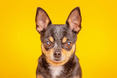 Minik köpek. Sarı arka planda siyah Chihuahua köpeği.