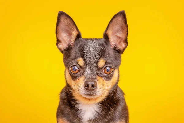 ミニ犬 黄色の背景に黒Chihuahua犬 — ストック写真