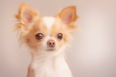 Bir köpek portresi. Kırmızı benekli beyaz köpek gri arka planda Chihuahua üretir..