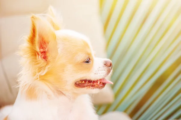 Câine Animal Companie Cățeluș Alb Chihuahua Într Fotoliu Puppy Într — Fotografie, imagine de stoc
