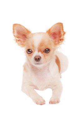 Kırmızı benekli beyaz chihuahua köpeği. Evcil hayvan. Şirin beyaz köpek yavrusu. Köpek yalan söylüyor..