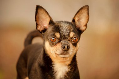 Chihuahua 'nın üç renkli portresi. Gün batımında bir köpeğin profili.