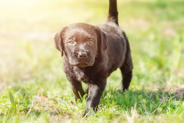 Labrador Hämta Valp Liten Hund Det Gröna Gräset — Stockfoto