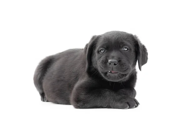 Labrador Retriever Puppy Black Color Lies White Background Isolate Dog — Stock Photo, Image