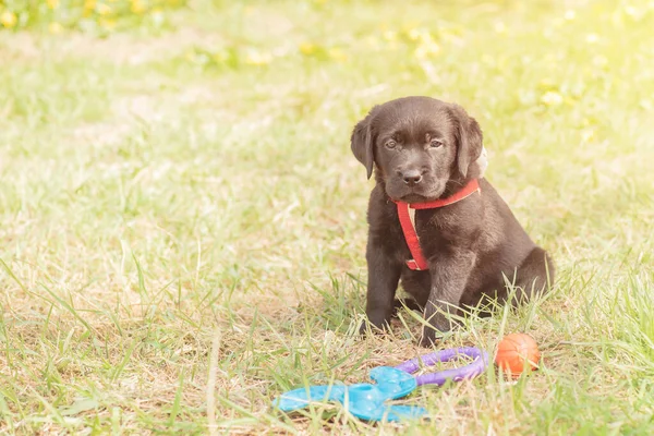 Labrador av köpeği yavrusu. Yeşil çimlerin üzerinde küçük bir köpek.