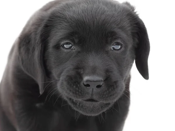 Cão Labrador Filhote Cachorro Puro Labrador Retriever Isolado Branco — Fotografia de Stock