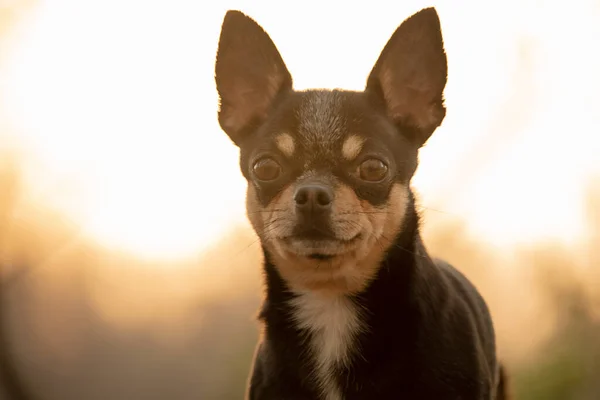 Κατοικίδιο Ζώο Chihuahua Σκυλί Τρικολόρ Πορτρέτο Close Στο Φόντο Ηλιοβασίλεμα — Φωτογραφία Αρχείου