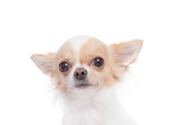 Animal Estimação Mini Cão Foto Isolada Cachorro Chihuahua Fundo Branco — Fotografia de Stock