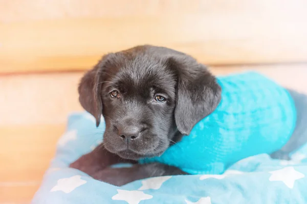Dog Bench Labrador Puppy Blue Sweater Pillow — Stock Photo, Image