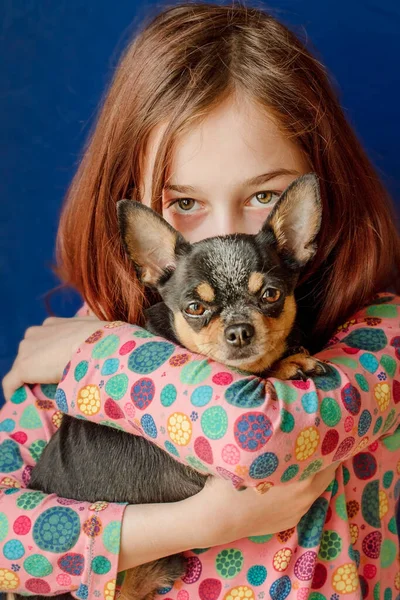 Dziecko Zwierzak Dziewczyna Swoim Psem Rasy Chihuahua — Zdjęcie stockowe