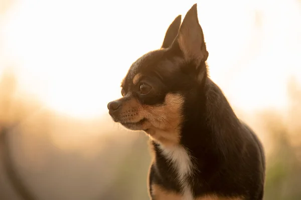 Pet Animal Chihuahua Dog Tricolor Portrait Close Sunset Background — Zdjęcie stockowe