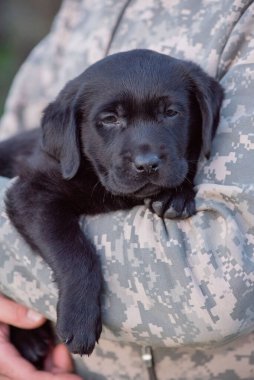 Labrador retriever puppy of black color on the hands.
