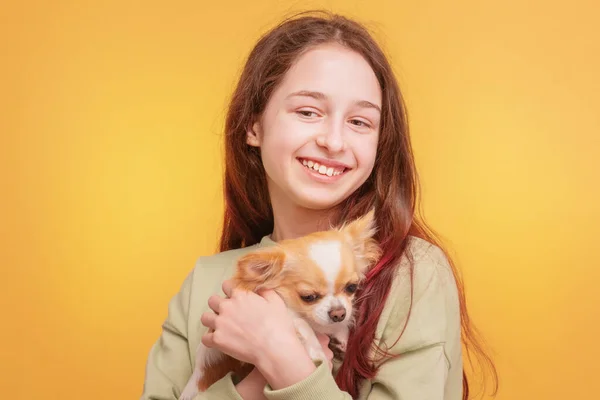 Teen Girl Green Jacket Dog Chihuahua Breed Yellow Background Girl — Photo