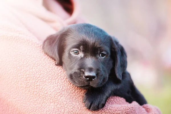 Labrador Retriever Puppy Black Color Hands Woman Soft Focus — Stock Photo, Image
