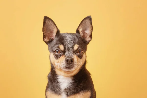 Huisdier Hond Foto Van Een Chihuahua Hond Een Gele Achtergrond — Stockfoto