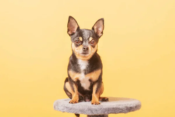 Mascota Perro Foto Perro Chihuahua Sobre Fondo Amarillo —  Fotos de Stock