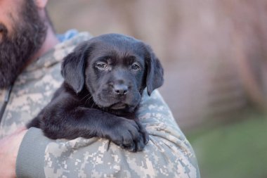 Labrador retriever puppy of black color on the hands.