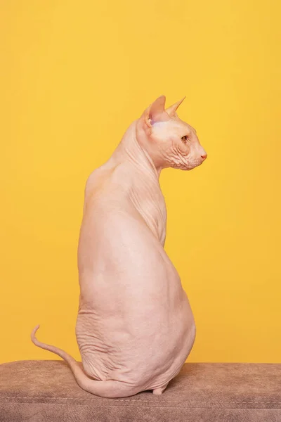 Łysy Kot Beżowej Kanapie Kot Sfinks Żółtym Tle — Zdjęcie stockowe