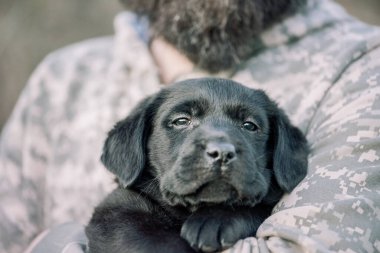 Labrador retriever puppy of black color on the hands.