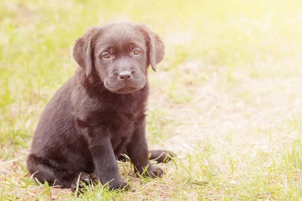 Labrador Hämta Valp Liten Hund Det Gröna Gräset — Stockfoto