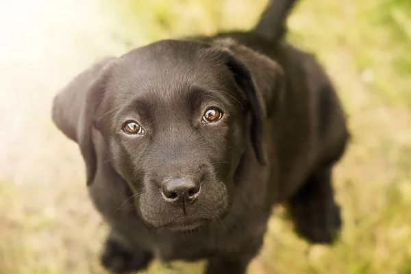 Dog Looks Camera Black Labrador Retriever Puppy Sitting Grass — Stockfoto