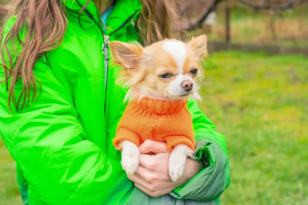 Chihuahua Dog Orange Sweater Arms Girl Green Jacket White Red — Zdjęcie stockowe