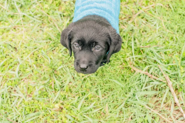 Labrador Walk Labrador Retriever Puppy Stands Grass Dressed Blue Sweater — Stock Photo, Image