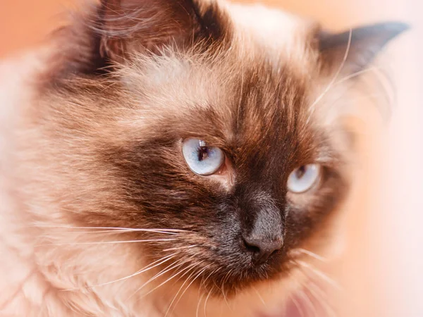 一只棕色的漂亮米色猫的特写照片 Neva化装舞会猫 — 图库照片