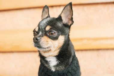 Portrait of a mini purebred dog. Black chihuahua dog on a beige background.