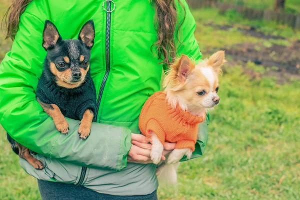 Mini Dogs Clothes Chihuahua Dog Arms Girl Green Jacket — стокове фото