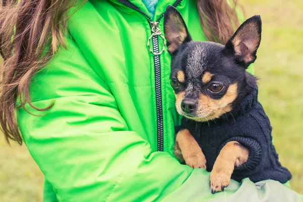 Mini Dog Clothes Chihuahua Dog Arms Girl Green Jacket — Zdjęcie stockowe