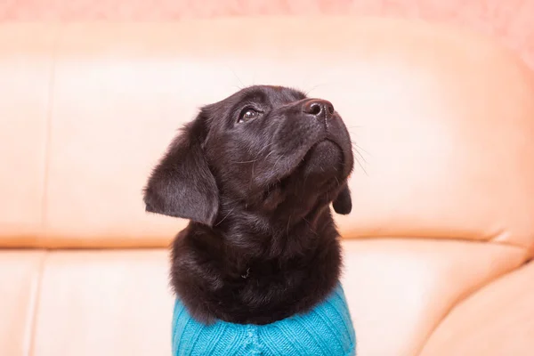 Portrait Black Dog Labrador Retriever Puppy Blue Sweater — Stock Photo, Image