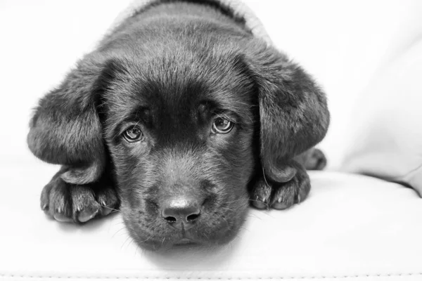 Labrador Puppy Black White Photo Labrador Retriever Dog Couch — Stock Photo, Image