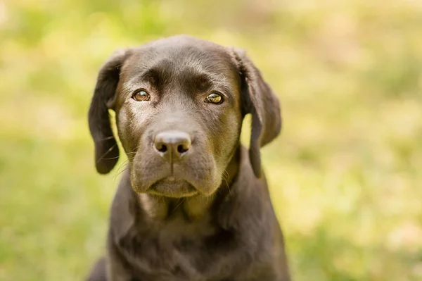 Porträtt Svart Hund Labrador Valp Bakgrund Grönt Gräs — Stockfoto