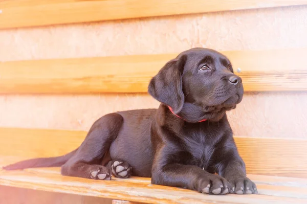 Puppy Labrador Negru Retriever Culcat Bancă Fundalul Peretelui Într Însorită — Fotografie, imagine de stoc