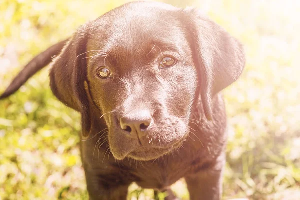 黒い犬の肖像画 緑の草の背景にラブラドール子犬 — ストック写真