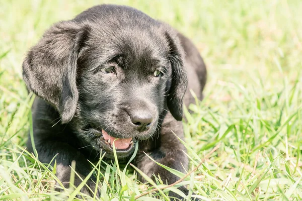 Labrador köpeği. Siyah Labrador Retriever köpeği yeşil çimlerin üzerinde yatıyor..