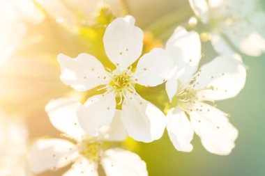 Close-up of a flower. Spring flowering trees in the garden close-up photo.