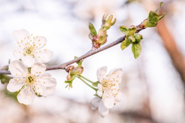 Bir çiçeğe yakın çekim. Bahçede çiçek açan bahar ağaçları. Yakın plan fotoğraf..