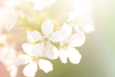 Close-up of a flower. Spring flowering trees in the garden close-up photo.