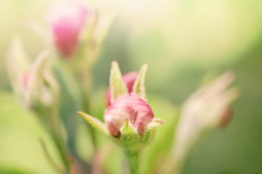 Bir çiçeğe yakın çekim. Bahçede çiçek açan bahar ağaçları. Yakın plan fotoğraf..