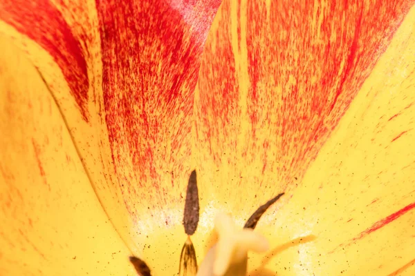 Крупним Планом Фото Пелюсток Тюльпанів Квітка Тюльпанів Крупним Планом — стокове фото