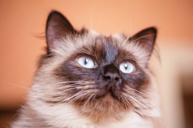 Nevsky Maskeli Kedi. Bir kedinin makro fotoğrafı. Evcil bir kedinin duvar arkasında portresi.