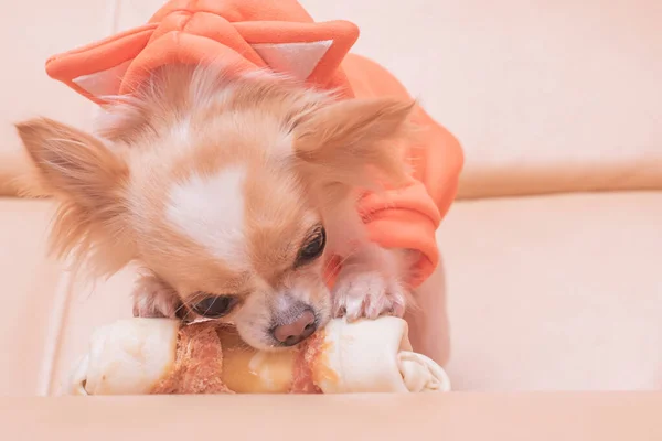 Chihuahua Bej Bir Kanepede Yemek Yer Köpek Bir Kemik Kemirir — Stok fotoğraf