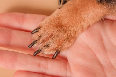 Pençelerin makro fotoğrafı. Küçük kahverengi bir köpeğin pençesi avucunun üzerinde duruyor..