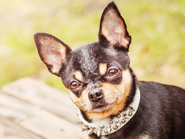 Chihuahua Een Achtergrond Van Gras Tricolor Chihuahua Hond Een Witte — Stockfoto